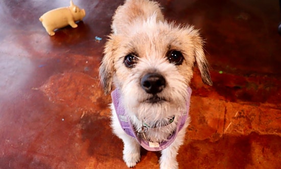 Want to adopt a pet? Here are 5 delightful doggies to adopt now in San Antonio