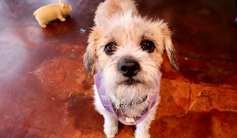 Want to adopt a pet? Here are 5 delightful doggies to adopt now in San Antonio
