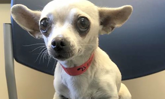 5 lovable pups to adopt now in San Jose