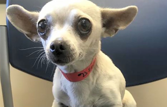 5 lovable pups to adopt now in San Jose