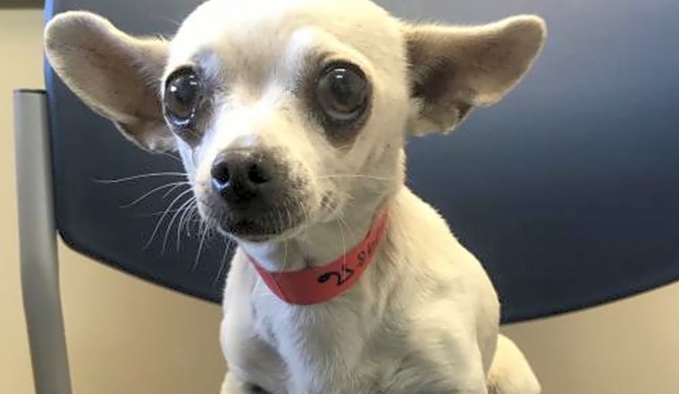 5 lovable pups to adopt now in San Jose