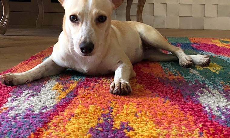 Want to adopt a pet? Here are 4 cuddly canines to adopt now in Miami