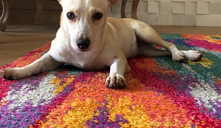Want to adopt a pet? Here are 4 cuddly canines to adopt now in Miami