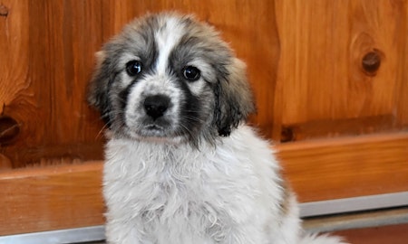 Want to adopt a pet? Here are 5 precious puppies to adopt now in Albuquerque