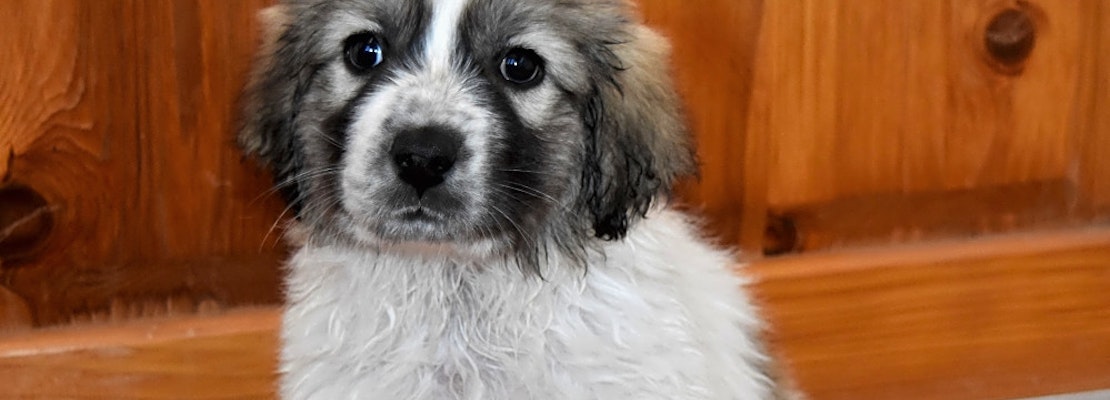 Want to adopt a pet? Here are 5 precious puppies to adopt now in Albuquerque