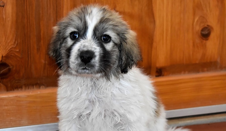 Want to adopt a pet? Here are 5 precious puppies to adopt now in Albuquerque