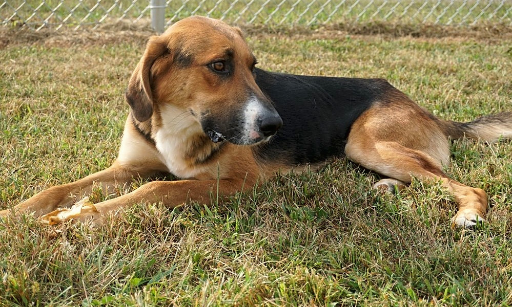 american foxhound german shepherd mix