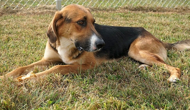 Want to adopt a pet? Here are 4 cuddly canines to adopt now in Columbus