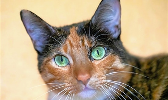 San Diego-based kitties seeking a good home
