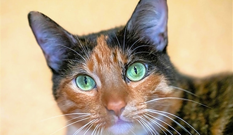 San Diego-based kitties seeking a good home
