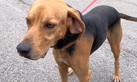 5 lovable pups to adopt now in Atlanta