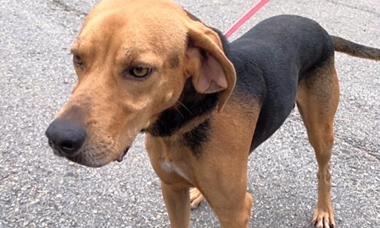 5 lovable pups to adopt now in Atlanta
