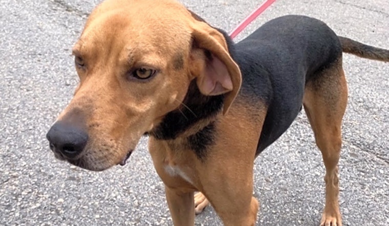 5 lovable pups to adopt now in Atlanta