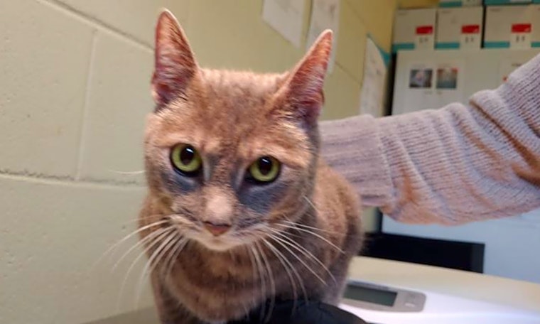 Want to adopt a pet? Here are 4 lovable kitties to adopt now in Orlando