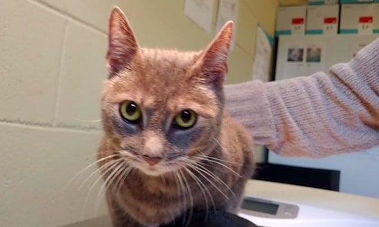 Want to adopt a pet? Here are 4 lovable kitties to adopt now in Orlando