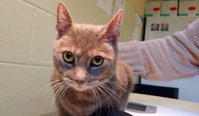 Want to adopt a pet? Here are 4 lovable kitties to adopt now in Orlando