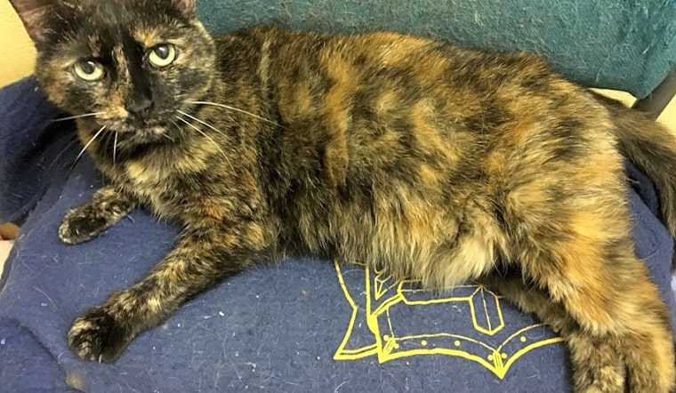 7 cool kitties to adopt now in Kansas City