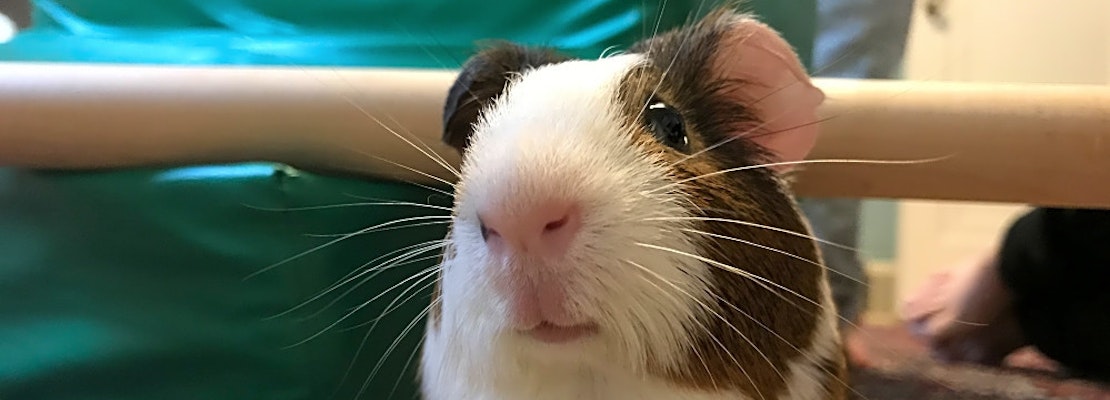 4 lovable pets to adopt now in Saint Paul