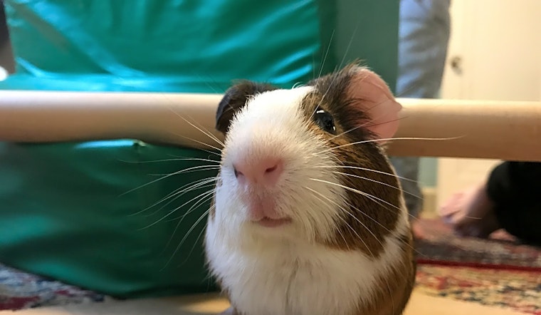4 lovable pets to adopt now in Saint Paul