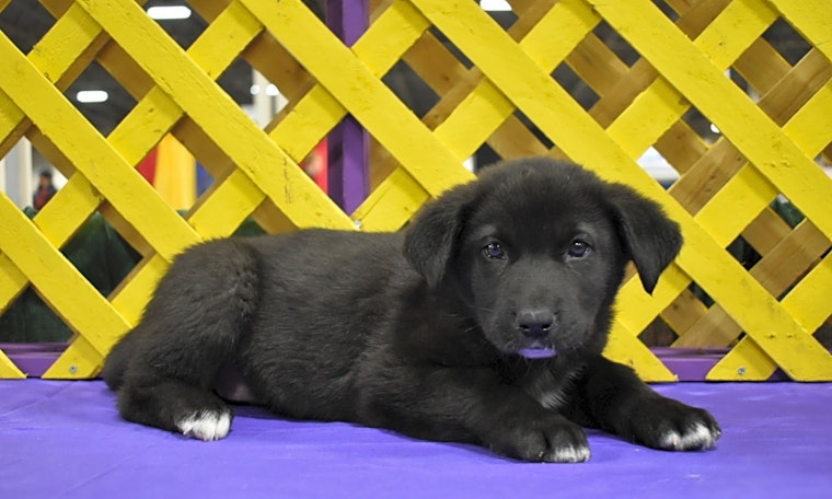Want to adopt a pet? Here are 7 precious puppies to adopt now in Detroit