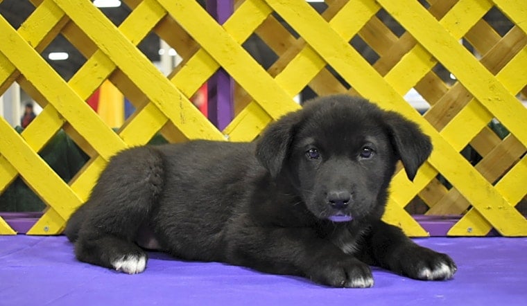 Want to adopt a pet? Here are 7 precious puppies to adopt now in Detroit