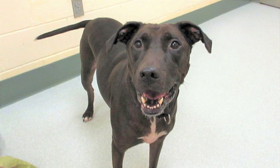 Want to adopt a pet? Here are 3 delightful doggies to adopt now in Boston