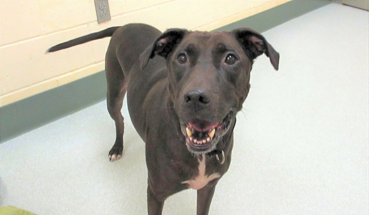 Want to adopt a pet? Here are 3 delightful doggies to adopt now in Boston