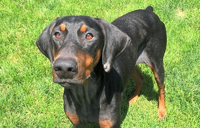 Want to adopt a pet? Here are 7 delightful doggies to adopt now in Louisville