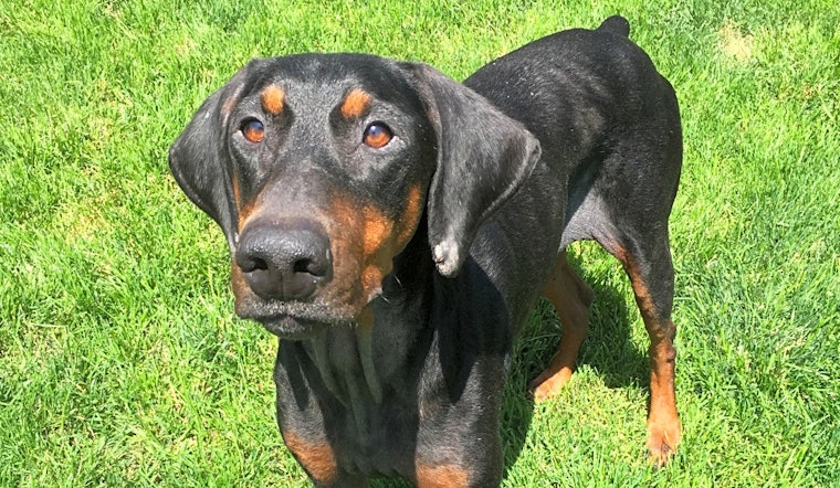 Want to adopt a pet? Here are 7 delightful doggies to adopt now in Louisville