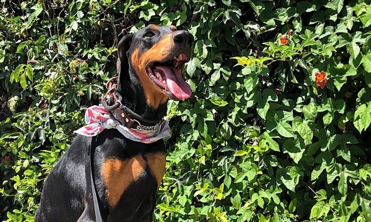 These Tucson-based pups are up for adoption and in need of a good home