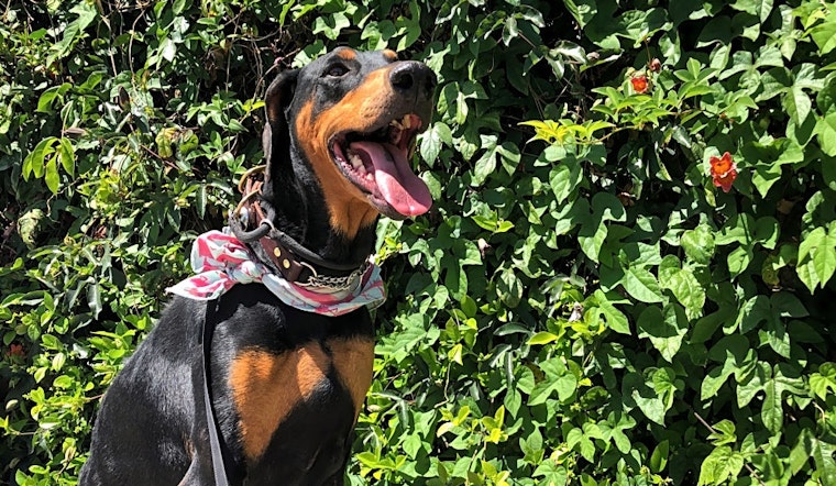 These Tucson-based pups are up for adoption and in need of a good home