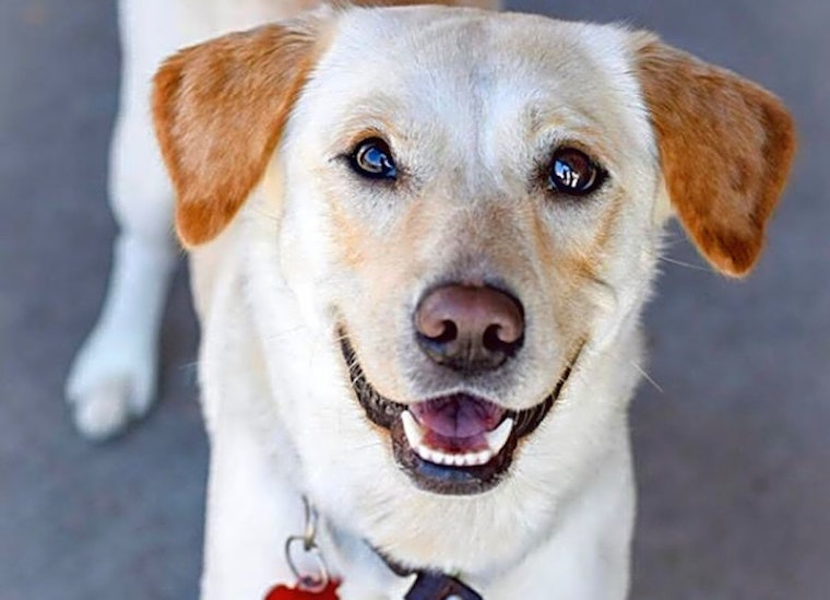 Want to adopt a pet? Here are 6 cuddly canines to adopt now in Plano