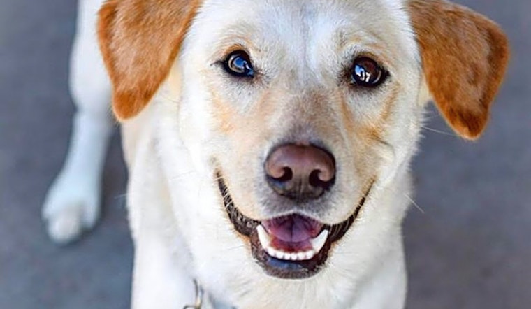 Want to adopt a pet? Here are 6 cuddly canines to adopt now in Plano