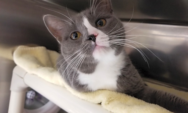 6 lovable kitties to adopt now in Jersey City
