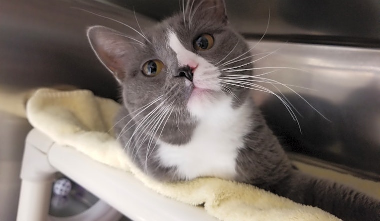6 lovable kitties to adopt now in Jersey City