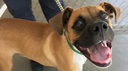 Looking to adopt a pet? Here are 5 cuddly canines to adopt now in El Paso