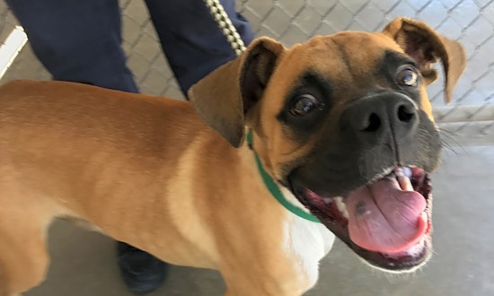 Looking to adopt a pet? Here are 5 cuddly canines to adopt now in El Paso
