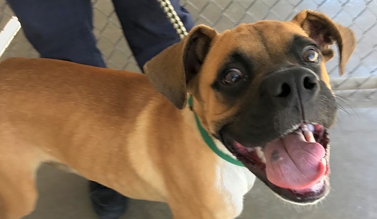 Looking to adopt a pet? Here are 5 cuddly canines to adopt now in El Paso