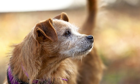 3 cuddly canines to adopt now in Berkeley