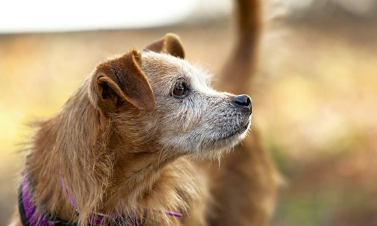 3 cuddly canines to adopt now in Berkeley