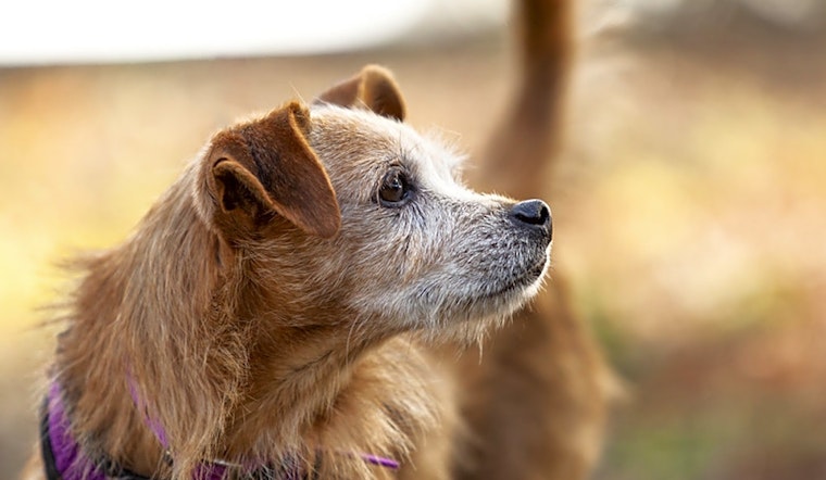 3 cuddly canines to adopt now in Berkeley