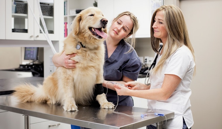 The best pets deals in San Jose today