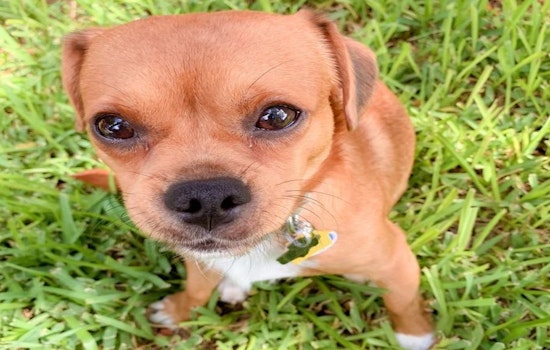 Looking to adopt a pet? Here are 6 delightful doggies to adopt now in Austin