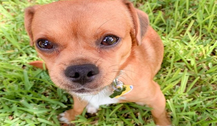 Looking to adopt a pet? Here are 6 delightful doggies to adopt now in Austin