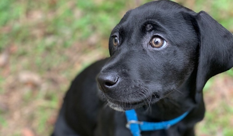 Always wanted a pet? Here are 5 precious puppies to adopt now in Fort Worth