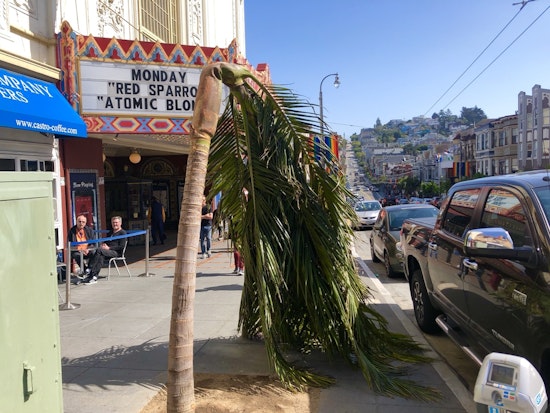Castro Street palm tree succumbs to transplant shock