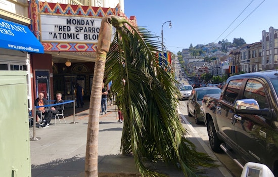 Castro Street palm tree succumbs to transplant shock