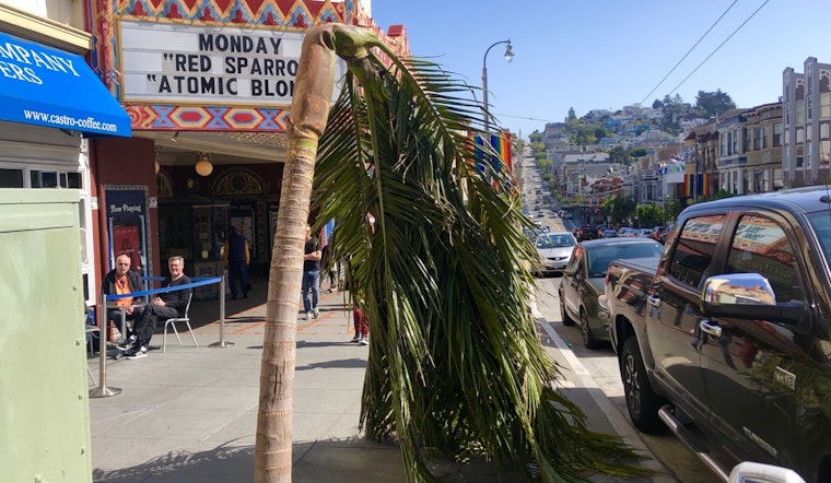 Castro Street palm tree succumbs to transplant shock