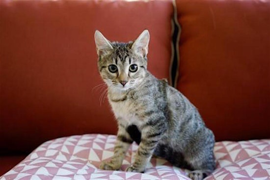 7 cuddly kittens to adopt now in Phoenix