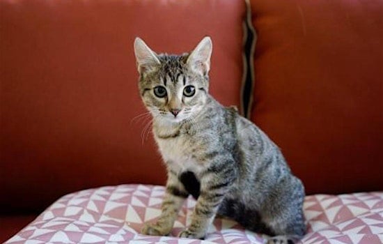 7 cuddly kittens to adopt now in Phoenix